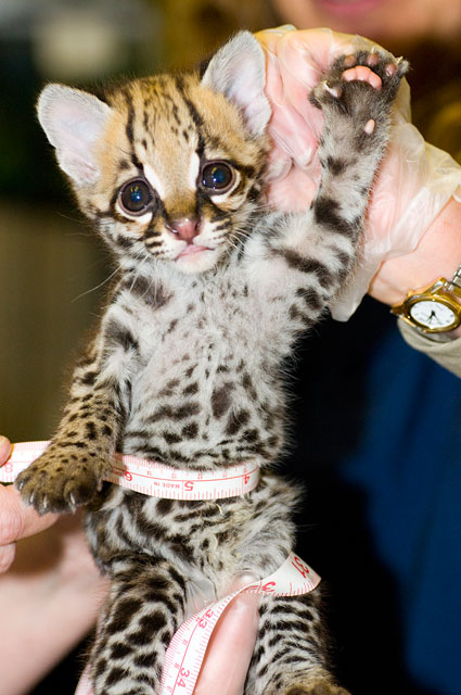 The awesomeness of the ocelot can easily be observed.