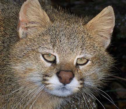 Pampas cat. Tired of your questions. RTFM.