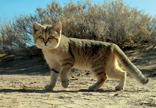Persian sand CAT.jpg