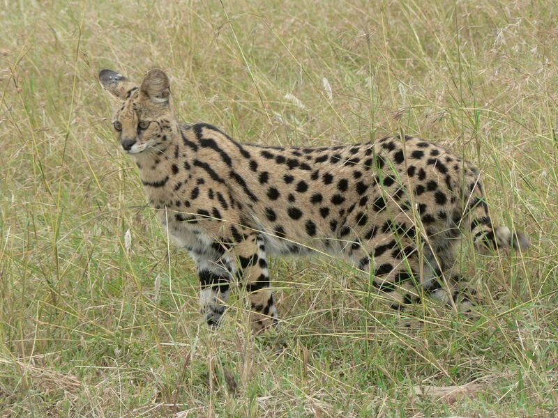 File:Serval in Tanzania.jpg
