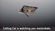 Fearz teh Ceiling Cat!