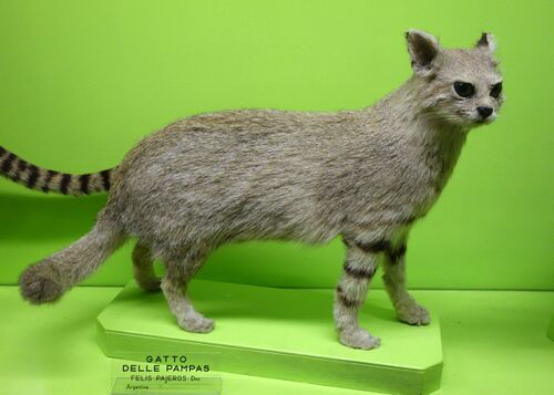 Pampas cat. Dislikes being stuffed and placed in a museum.