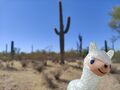 Llama-desert.jpg